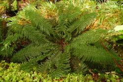 Leptopteris superba: mature plant growing on the forest floor.
 Image: L.R. Perrie © Te Papa 2012 CC BY-NC 3.0 NZ